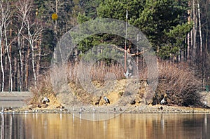 Water birds on the island