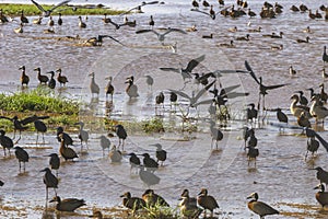 Water birds in Lake Manyara