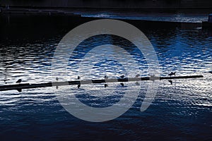 Water birds lining on a river log in the twilight light forming a strong constrast