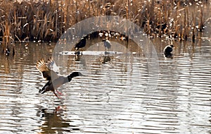 Water birds Mallard ducks and Moorhen Gallinula in a lake of contrasting light and sun flares