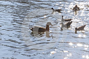 Water birds Mallard ducks and Moorhen Gallinula in a lake of contrasting light and sun flares