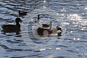 Water birds Mallard ducks and Moorhen Gallinula in a lake of contrasting light and sun flares