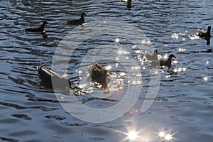 Water birds Mallard ducks and Moorhen Gallinula in a lake of contrasting light and sun flares