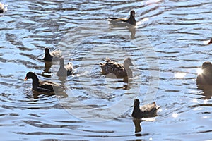 Water birds Mallard ducks and Moorhen Gallinula in a lake of contrasting light and sun flares