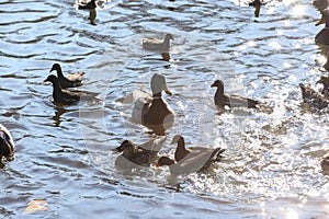 Water birds Mallard ducks and Moorhen Gallinula in a lake of contrasting light and sun flares