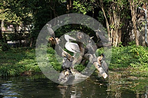 Waterfowl birds cormorant and pelican animal rescue photo