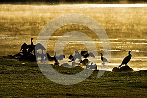 Water Birds at Sunrise