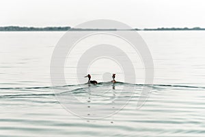 Water birds on the surface of the Lake Skadar in Montenegro