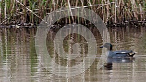 Water birds - teal duck, Teal, Anas crecca