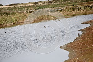 Water birds in wetlands