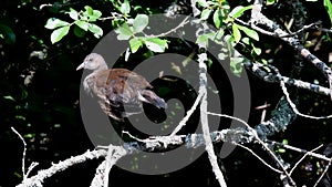 Water Birds - Young Common Moorhen, Moorhen, Gallinula chloropus