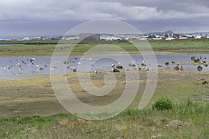 Water birsd habitat at the sea shore