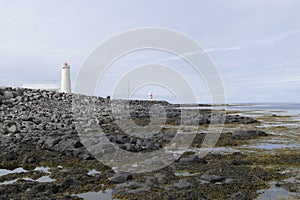 Water birsd habitat at the sea shore