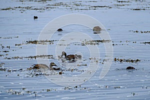 Water birsd habitat at the sea shore