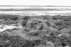 Water birsd habitat at the sea shore