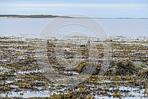 Water birsd habitat at the sea shore