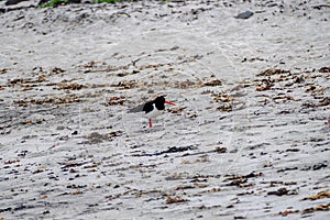 Water birsd habitat at the sea shore