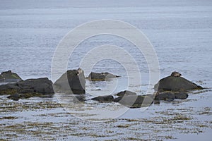 Water birsd habitat at the sea shore