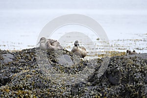 Water birsd habitat at the sea shore