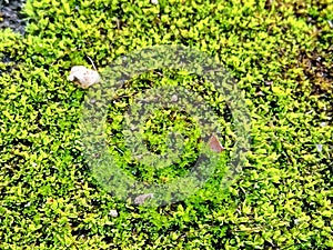 Water-blinks plant - nature