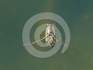 Water Boatman Beetle Notonecta glauca