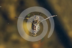 Water Boatman photo