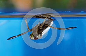 WATER BOATMAN notonecta glauca, ADULT