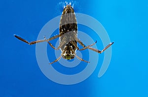 WATER BOATMAN notonecta glauca, ADULT, UNDERSIDE VIEW