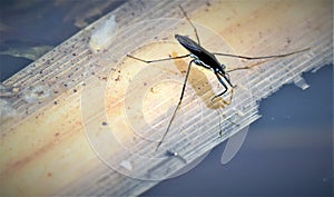 Water boatman, pond skating at Potteric Carr.