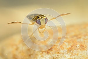 The water boatman - Sigara lateralis