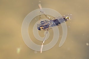 Water boatman photo