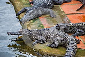 Water bodies on the Crocodile Farm in Dalat.