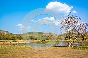 Water body in ranthambore photo