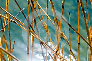 Water bokeh reflections and dry reeds