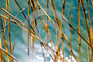 Water bokeh reflections and dry reeds photo