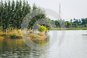 Water brimming in a lake after monsoon submerging plants, Tamil Nadu, India