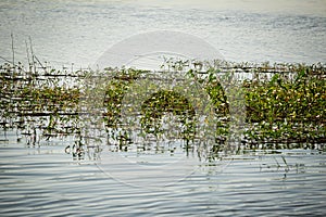 Water brimming in the Palar river submerging plants, Tamil Nadu, India