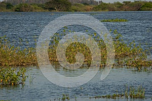 Water brimming in the Palar river submerging plants, Tamil Nadu, India