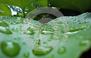 Water bubbles on leaf . With wet rainy time