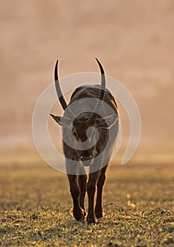 Water buck in Chobe National Park