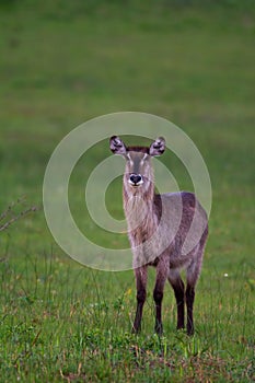Water buck ewe on a green field .