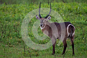 Water buck on a green field .