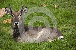 Water buck lying on green grass