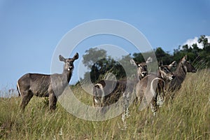 Water Buck in South Africa