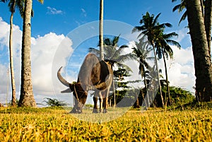 Water bufalo eating grass under the coconut tree photo