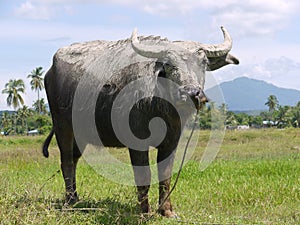 Water Buffalo