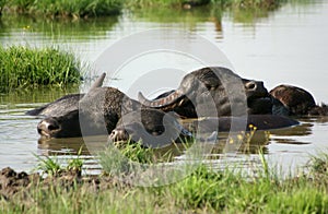 Water-buffalo