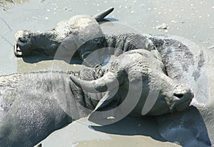 Water-buffalo