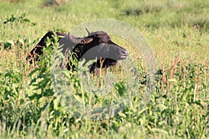 Water buffalo