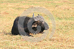 Water buffalo